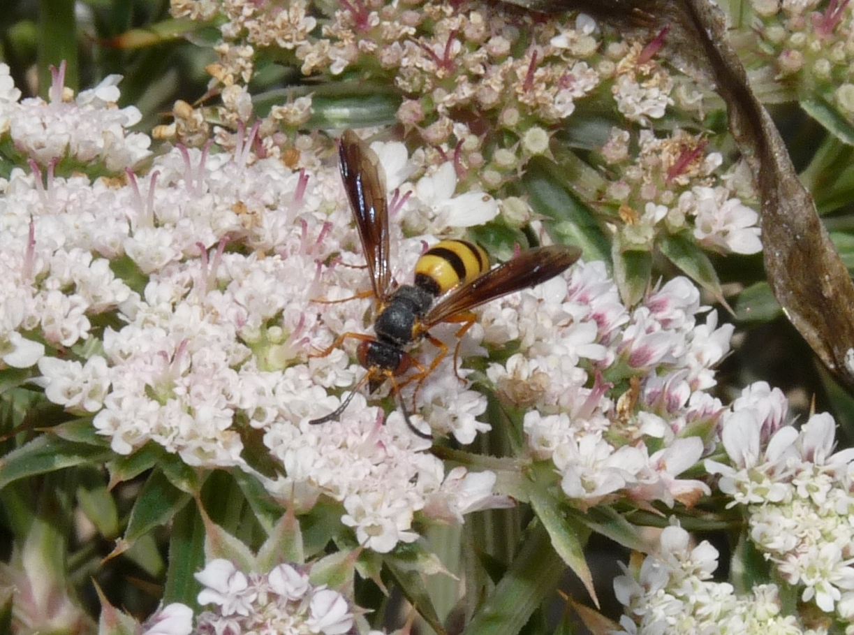 Stizoides crassicornis (Crabronidae)